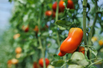 Maturation of tomatoes in the greenhouse. Organic farming.