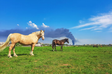 Fototapeta premium Horses in the pasture on a summer day. Black fire smoke on background. Environmental disaster