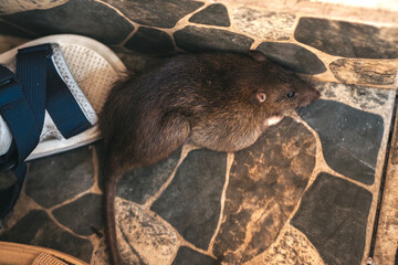 close up mouse, in the corner of the room