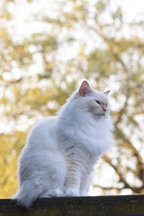 Vertical highkey portrait of Cream colored Ragdoll cat with typical blue eyes in front of foliage...