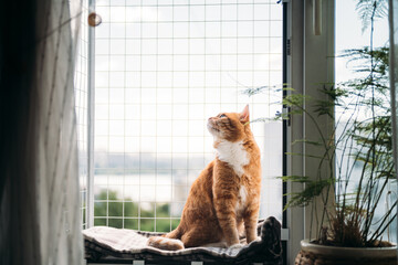 A contented cat is sitting on a window with a safety net. A red-haired cat walks on a small balcony...