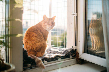 A contented cat is sitting on a window with a safety net. A red-haired cat walks on a small balcony for cats in the window of a city house on a high floor