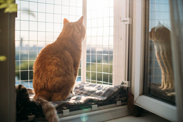 A contented cat is sitting on a window with a safety net. A red-haired cat walks on a small balcony...