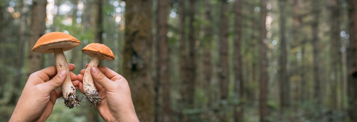 Mushroom in hand against the background of trees in the forest.