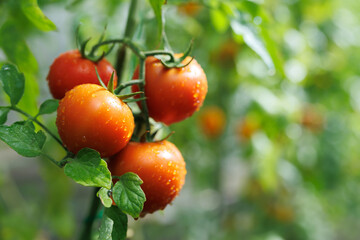 Maturation of tomatoes in the greenhouse. Organic farming.