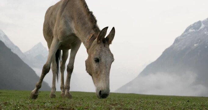 rural mule animal in nepal