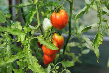 Maturation of tomatoes in the greenhouse. Organic farming.