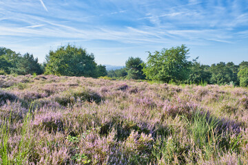 Obraz premium Landscape photo of a blooming heath landscape called Wahner Heide near Cologne in Germany,
