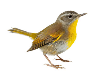 Obraz premium Detailed Image of a Warbler in High Definition