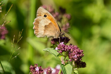 Wiesenvögelchen (Schmetterling) auf blühendem Wasserdost