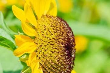 ひまわりのクローズアップ