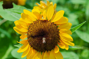 ひまわりとミツバチ