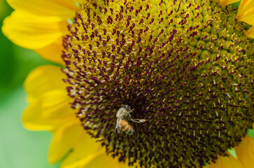 ひまわりの中心部とミツバチ