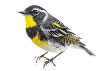 Obraz premium Warbler Displaying Its Feather Patterns
