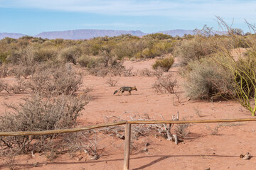 Zorro en terreno arido, entre urbanizacion, con montañas de fondo.