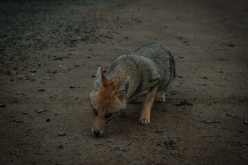 Zorro en terreno arido.