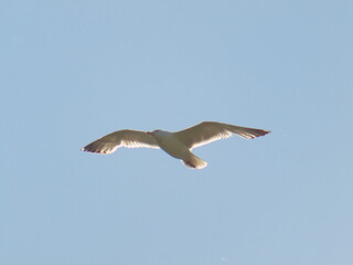 A white seagull bird that flies very high in the sky.