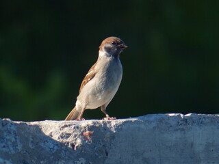 A sparrow bird sits on a concrete block. Spring