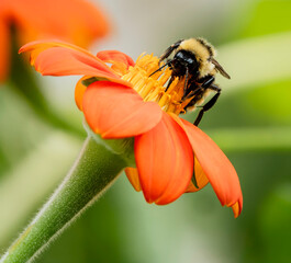 Bee on Orange Flower