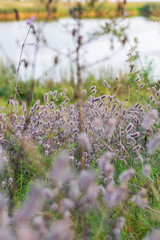 Landscape shot of the lake. Nature