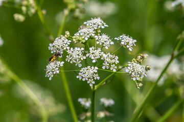 White Chaerophyllum aureum plant with smooth bokeh
