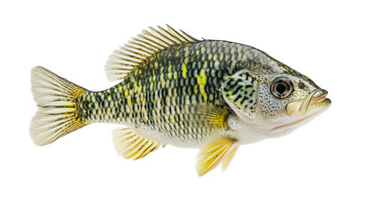 Fishing crappie fish isolated on white background,view 