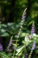 Scutellaria altissima or tall skullcapsmall blue snapdragon-like flowers with green
