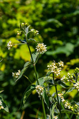 Vincetoxicum hirundinaria. Close up of white swallow wort.Vincetoxicum in the family Apocynaceae