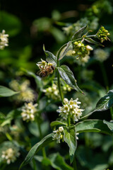 Vincetoxicum hirundinaria. Close up of white swallow wort.Vincetoxicum in the family Apocynaceae