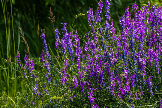 Vetch, vicia cracca valuable honey plant, fodder, and medicinal plant. Fragile purple flowers background. Woolly or Fodder Vetch blossom in spring garden