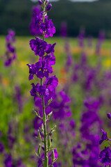 Naklejka premium Consolida orientalis. Eastern Larkspur. Bright purple flowers on a green meadow