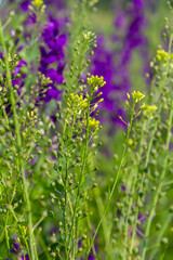 Camelina microcarpa, Brassicaceae. Wild plant shot in spring