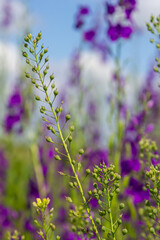 Obraz premium Camelina microcarpa, Brassicaceae. Wild plant shot in spring
