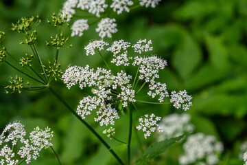 Chaerophyllum aureum Golden Chervil Golden Chervil