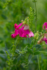 Vicia sativa flowers are blooming in the field