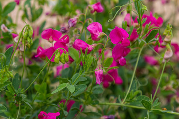 Fototapeta premium Vicia sativa flowers are blooming in the field