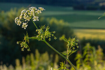 White flowering Caraway plant, or meridian fennel or Persian cumin or Carum carvi, close up