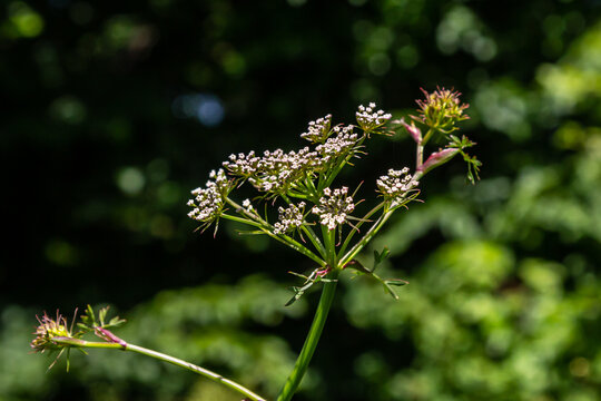 White flowering Caraway plant, or meridian fennel or Persian cumin or Carum carvi, close up
