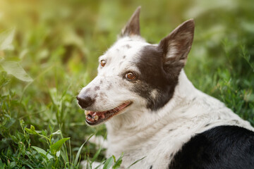 Dog lying in green grass, turning around and looking at the camera. Portrait of dog with green grass.