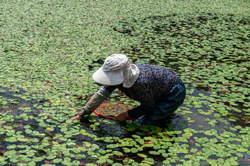 Farmers pick water shield vegetables in the fields during summer