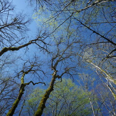 Des arbres qui contrastent avec le ciel bleu