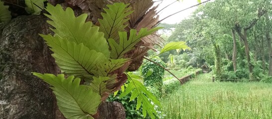 Look at nature on trees