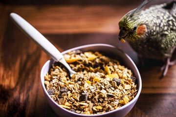 small pet bird, domestic, a calopsita, feeding on a bowl of cere