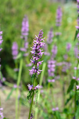 Common hedgenettle flowers