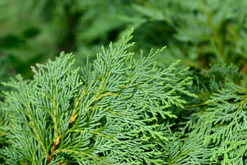 Lawsons Cypress Globosa branch