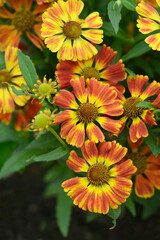 Sneezeweed HayDay Red Bicolor flowers