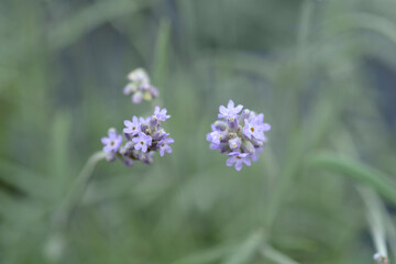 Lavender Vienco Purple flowers