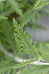 Lacey Blue Russian sage leaves