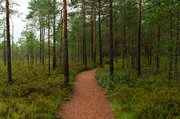 World Tourism Day, National Take a Hike Day. Long wooden boardwalk through forest in Estonia