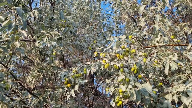 jida tree in kazakhstan asian garden
